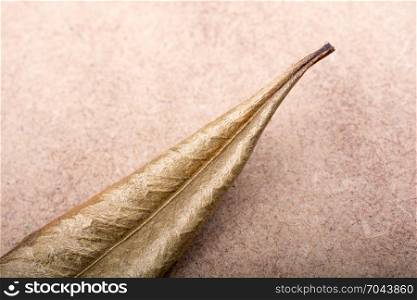 dry leaf on a brown background
