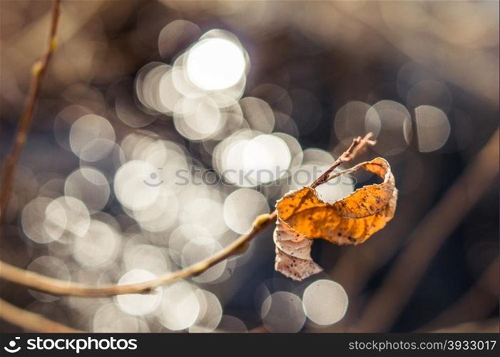 dry leaf on blurred background. close-up shot