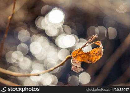 dry leaf on blurred background. close-up shot