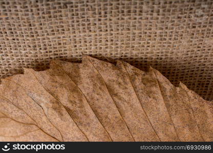dry leaf on brown linen canvas background