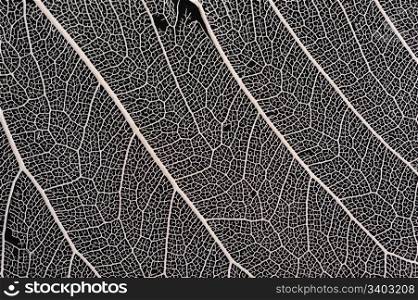 Dry leaf skeleton-like structure
