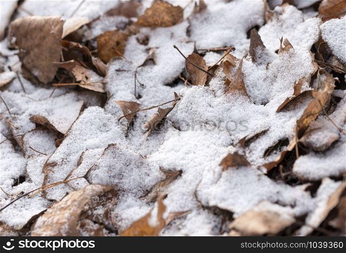 Dry leaves covered by snow during a cold winter