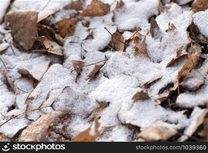 Dry leaves covered by snow during a cold winter