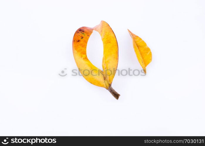 Dry leaves of Autumn season