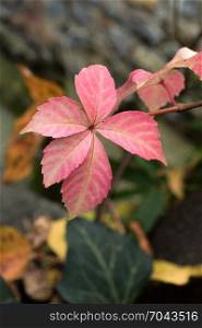Dry leaves of Autumn season