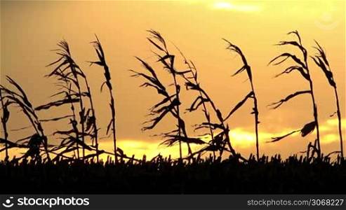Dry mais landscape in the wonderful sunset light