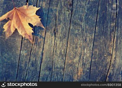 Dry Maple Leaf Lies on a Tinted Wooden Background