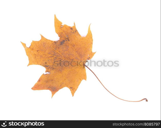 dry maple leaf on a white background