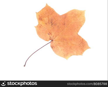 dry maple leaf on a white background