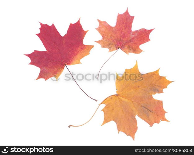 dry maple leaf on a white background