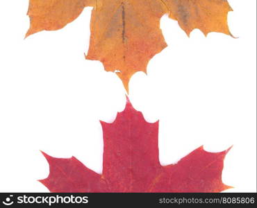 dry maple leaf on a white background