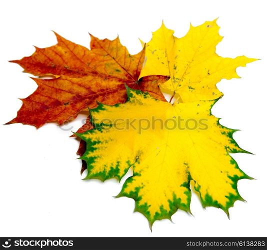dry maple leaves
