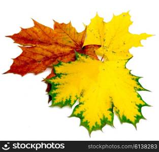 dry maple leaves