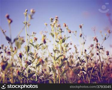 Dry meadow flowers and blue sky with retro filter effect
