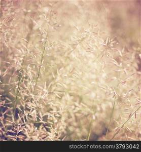 Dry meadow flowers with retro filter effect