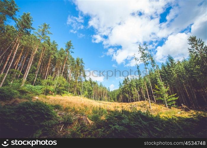 Dry meadow in a pine tree forest with white clouds in the blue sky