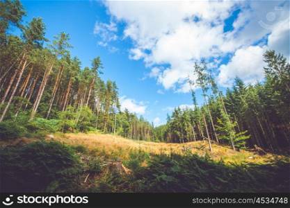 Dry meadow in a pine tree forest with white clouds in the blue sky