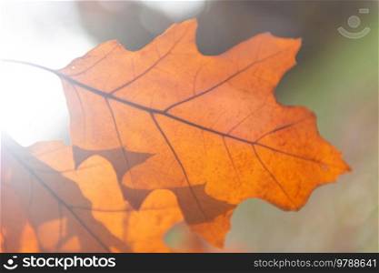 Dry oak autumn leaf, red fall macro leaf