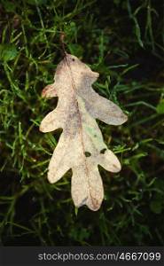Dry oak leaf on the green moss in autumn