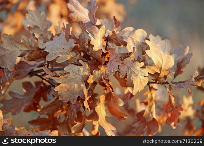 dry oaken leaves on branch in autumn. Autumn come. Autumn yellow leaves on oak tree. dry oaken leaves on branch in autumn. Autumn come