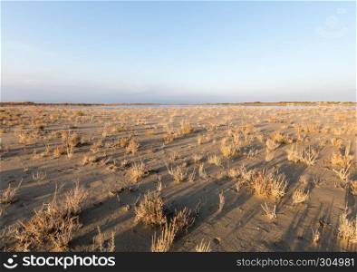 Dry old bushes and plant on beach with sea on the background with blue sky.dry bush on the sandy seashore. Dry old bushes and plant on beach