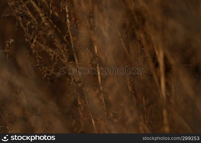 Dry orange plant in close up scene