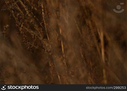 Dry orange plant in close up scene