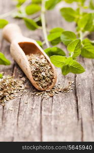 Dry oregano in wooden scoop and green twigs