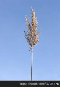 Dry panicle of a single reed on sky background
