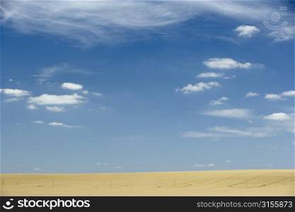 Dry Pasture Underneath A Blue Sky