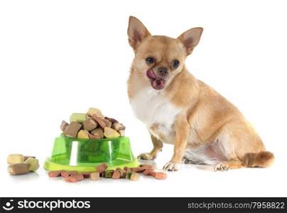 dry pet food and fat chihuahua in front of white background