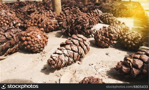 dry pine cone on ground