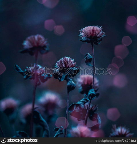 dry pink flowers in the garden in autumn season