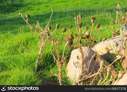 Dry plant and stones. Summer green grass at sun light. Natural drassy textured background. Dry plant and stones.