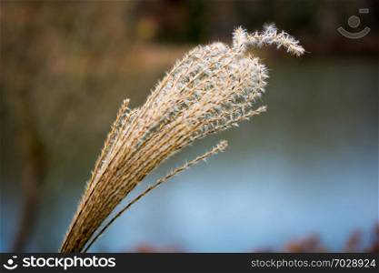 Dry plant found in nature background