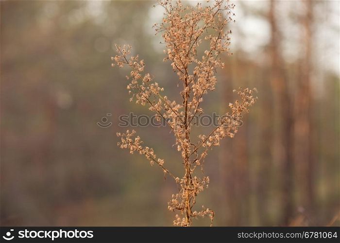 dry plant on abstract background. plants