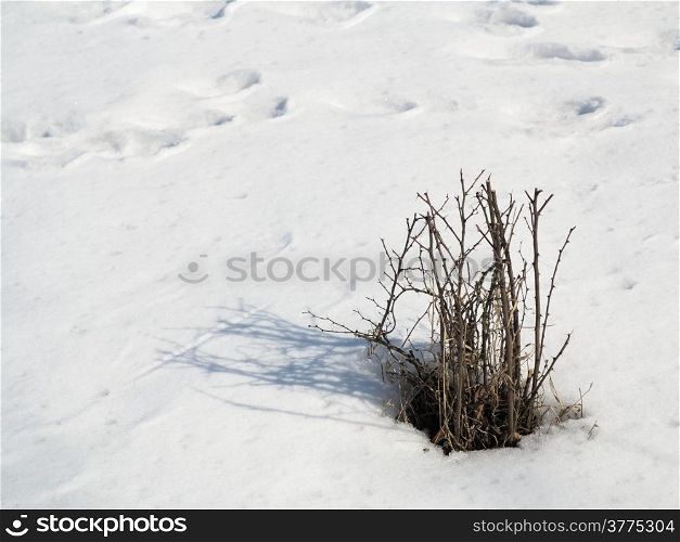 Dry plant with shadow on snow winter scenery