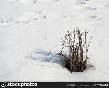 Dry plant with shadow on snow winter scenery