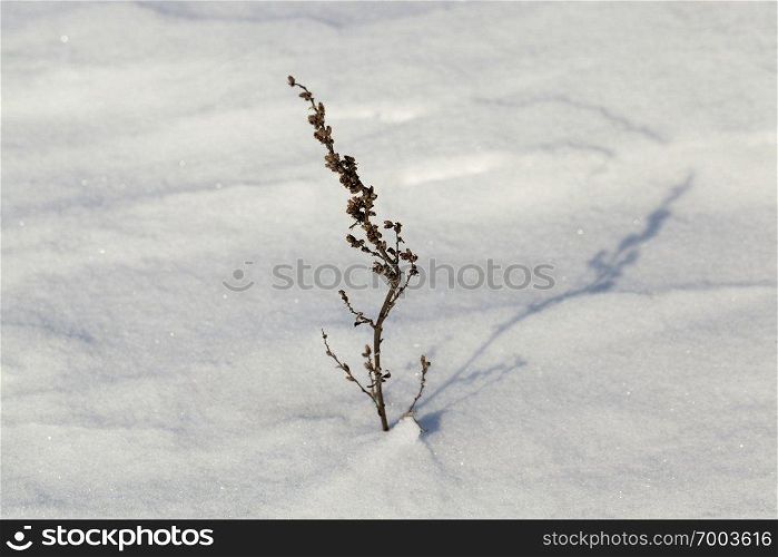 Dry plant with snow sticking out in winter, after the last snowfall, frosty weather. Snow drift