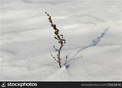 Dry plant with snow sticking out in winter, after the last snowfall, frosty weather. Snow drift