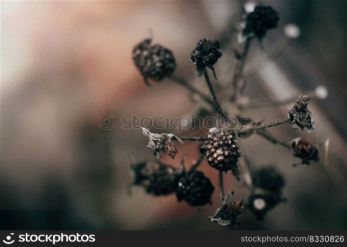 Dry plants and berries. Beautiful dark autumn background. Dried flowers close-up. Poster for the interior.. Dry plants and berries. Beautiful dark autumn background. Dried flowers close-up. Poster for interior.