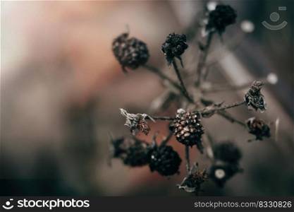 Dry plants and berries. Beautiful dark autumn background. Dried flowers close-up. Poster for the interior.. Dry plants and berries. Beautiful dark autumn background. Dried flowers close-up. Poster for interior.