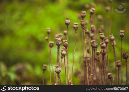 Dry poppy plant in the garden close up. Dry poppy plant