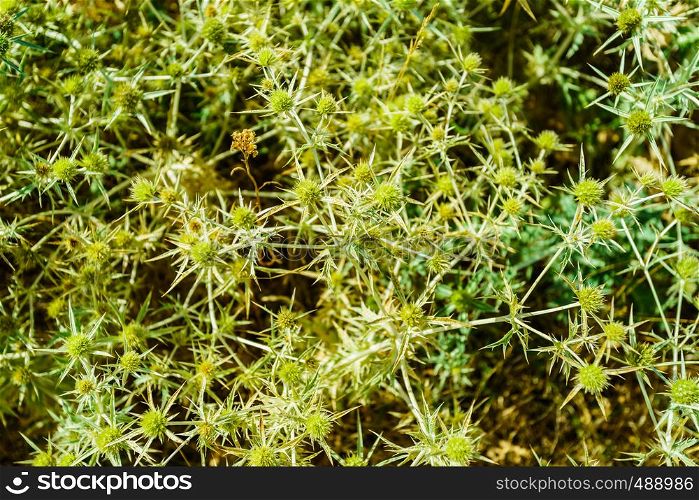 Dry prickly plant as a background