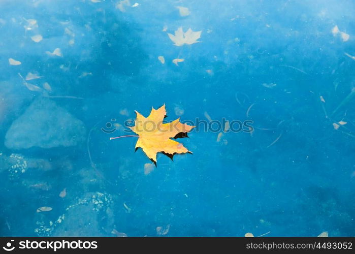 Dry red maple leaf on the blue lake water