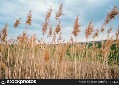Dry reed in light pastel colors blowing on lake. P&as grass. Amazing natural background, golden hour. High quality photo. Dry reed in light pastel colors blowing on lake. P&as grass. Amazing natural background, golden hour.