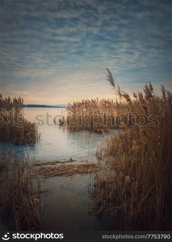 Dry reed in the frozen lake over sunset sky background. Winter landscape near pond, silent evening scene