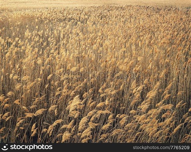 Dry reed texture in the sunset light. Parched wild bulrush plants, golden natural background
