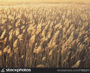 Dry reed texture in the sunset light. Parched wild bulrush plants, golden natural background