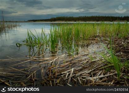 Dry reeds in the lake and cloudy sky, Stankow, Lubelskie, Poland